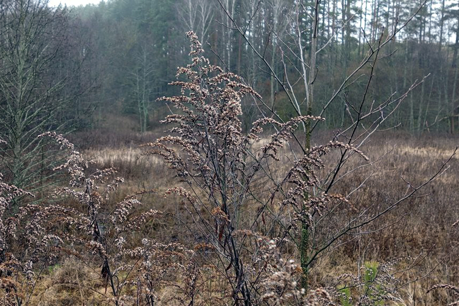 Густой туман предвещает белёвцам затяжную зиму и другие приметы на 4 декабря