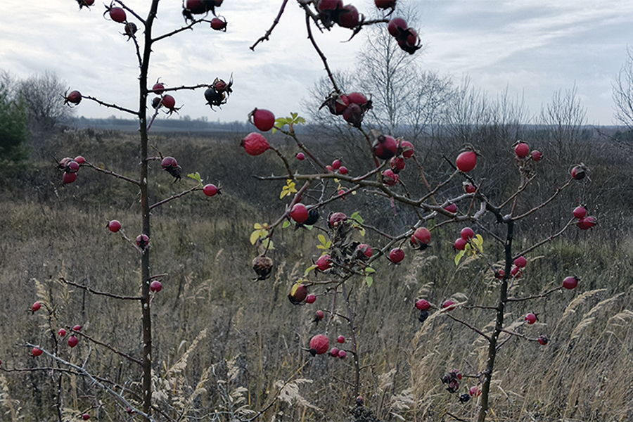 О погоде в Белёве в пятницу