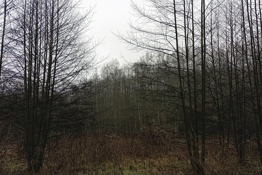 О погоде в Белёве в понедельник О погоде в Белёве в понедельник