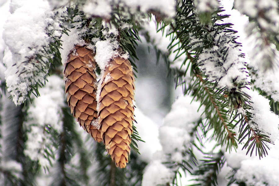 «Без сильных морозов и снегопадов»: в Гидрометцентре пообещали белёвцам мягкий декабрь «Без сильных морозов и снегопадов»: в Гидрометцентре пообещали белёвцам мягкий декабрь