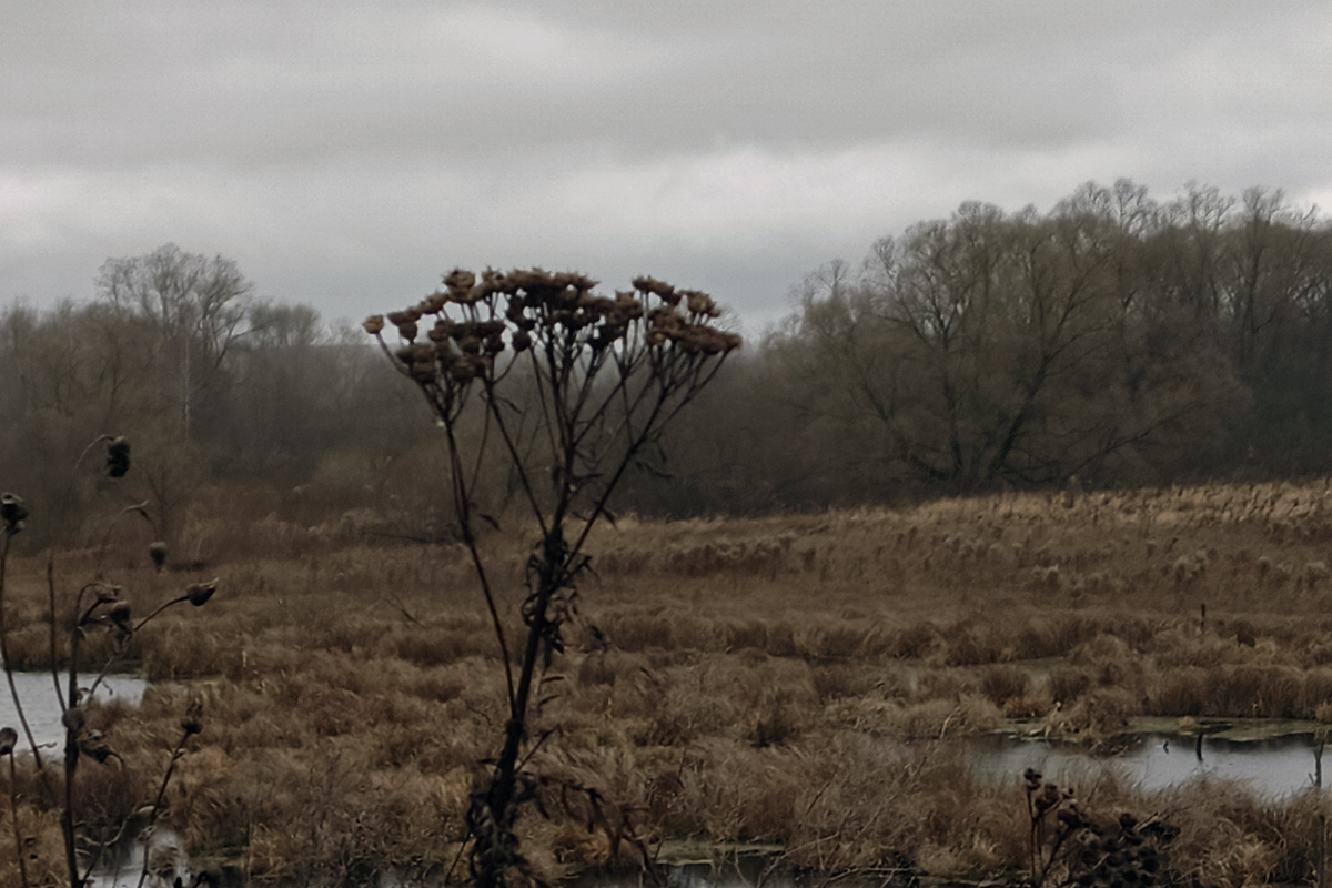 Какая погода ждёт белёвцев сегодня
