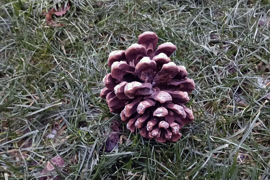 Какая погода ждёт белёвцев сегодня?