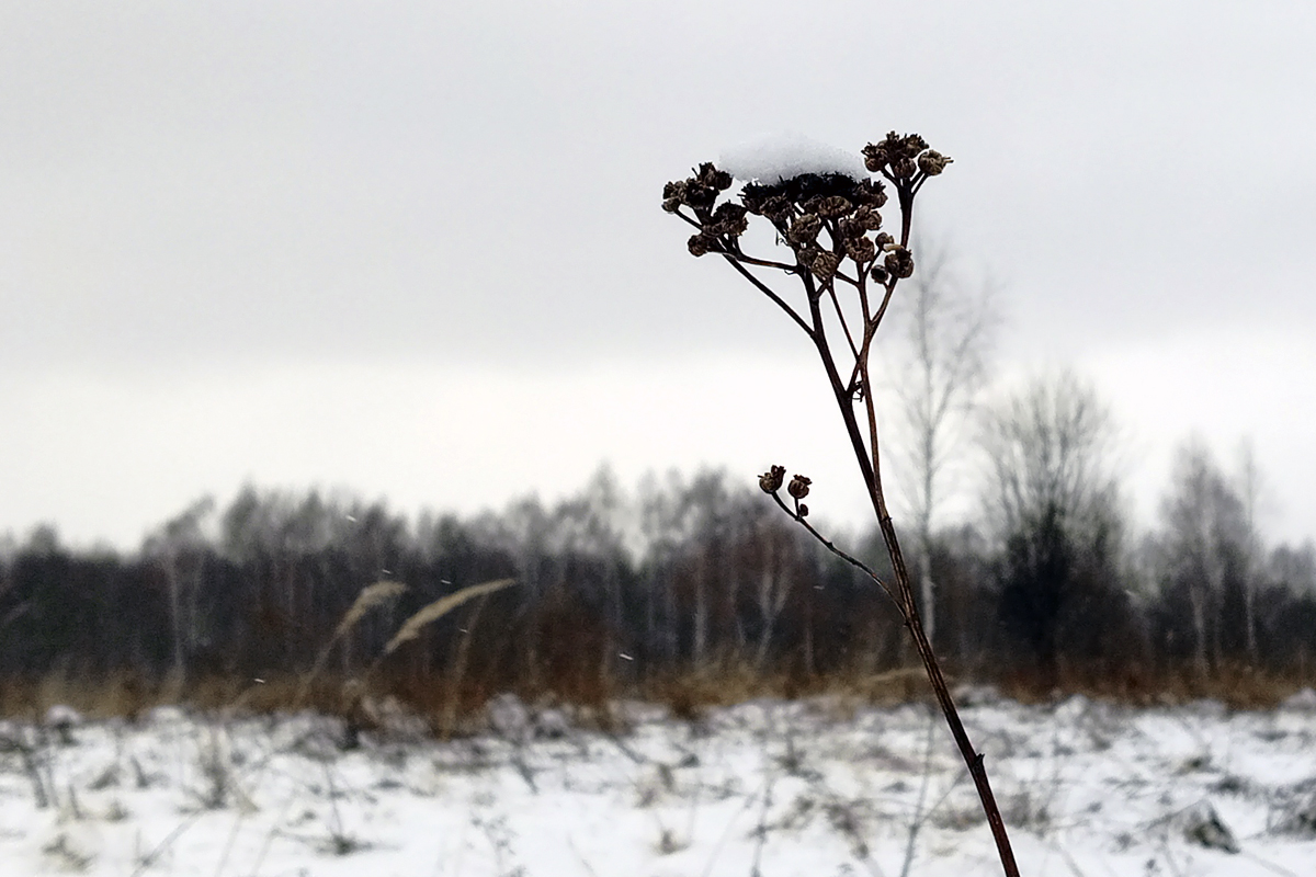 Белёвцев ждёт морозный день