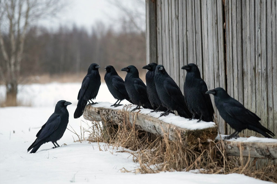 Много птиц рядом с жилыми домами — к метелям: народные приметы на 23 декабря 2025 года