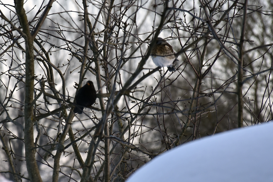 О погоде в Белёве в субботу