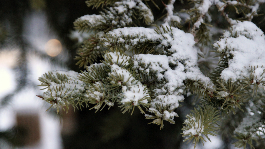 О погоде в Белёве в понедельник
