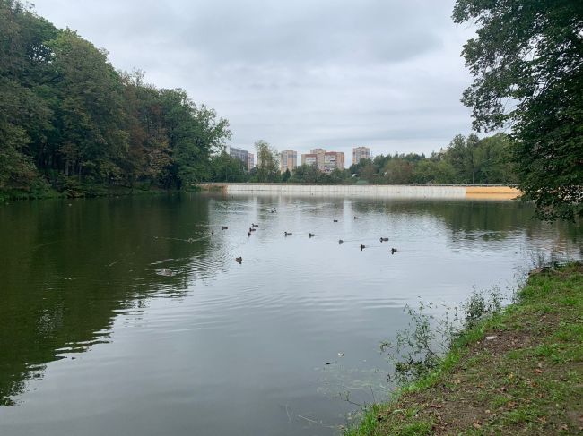 В Платоновском парке обнаружили мертвых уток и рыб