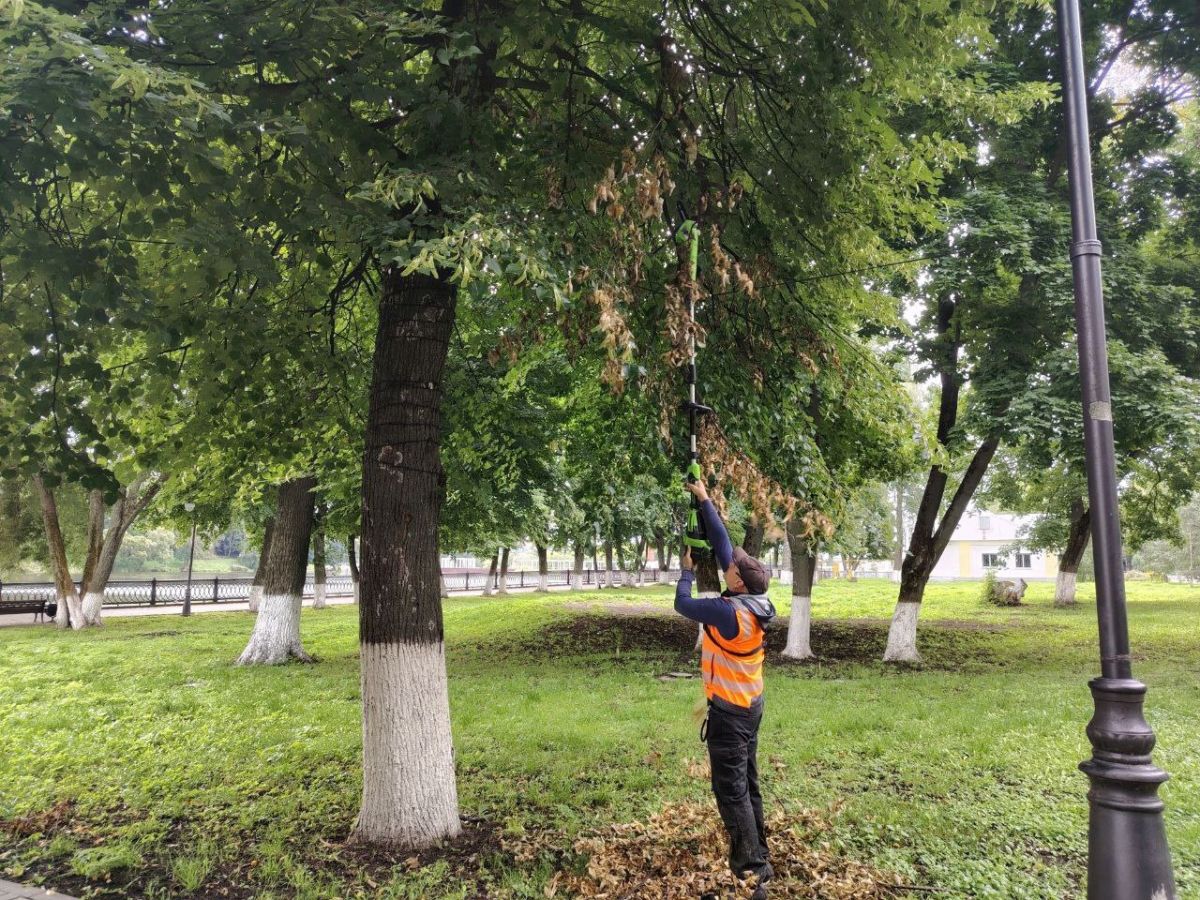 В Богородицке продолжаются работы по опиловке деревьев