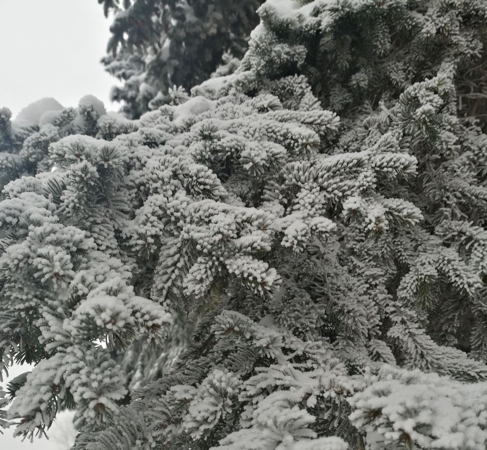 В Тульской области организованы пункты питания для диких животных