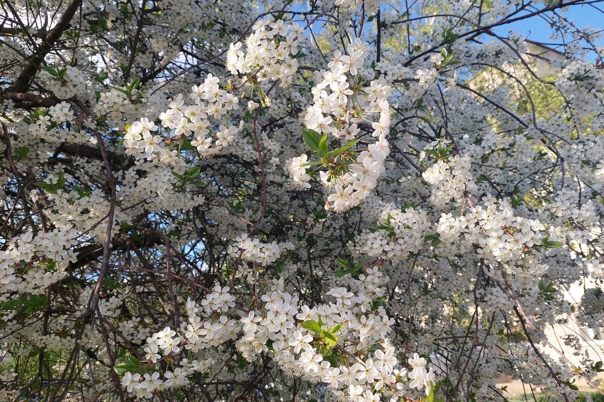 Завтра в Донском осадков не ожидается Завтра в Донском осадков не ожидается