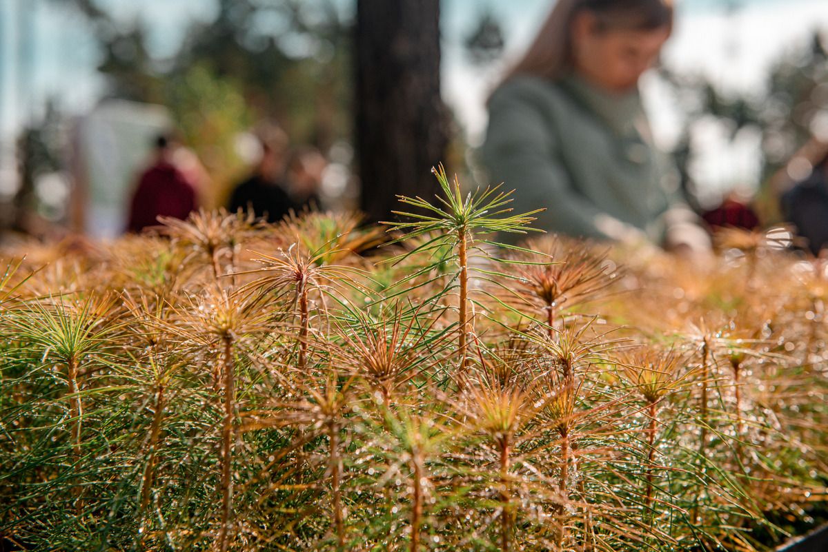 В Тульской области стартовал седьмой сезон акции «Сохраним лес» В Тульской области стартовал седьмой сезон акции «Сохраним лес»