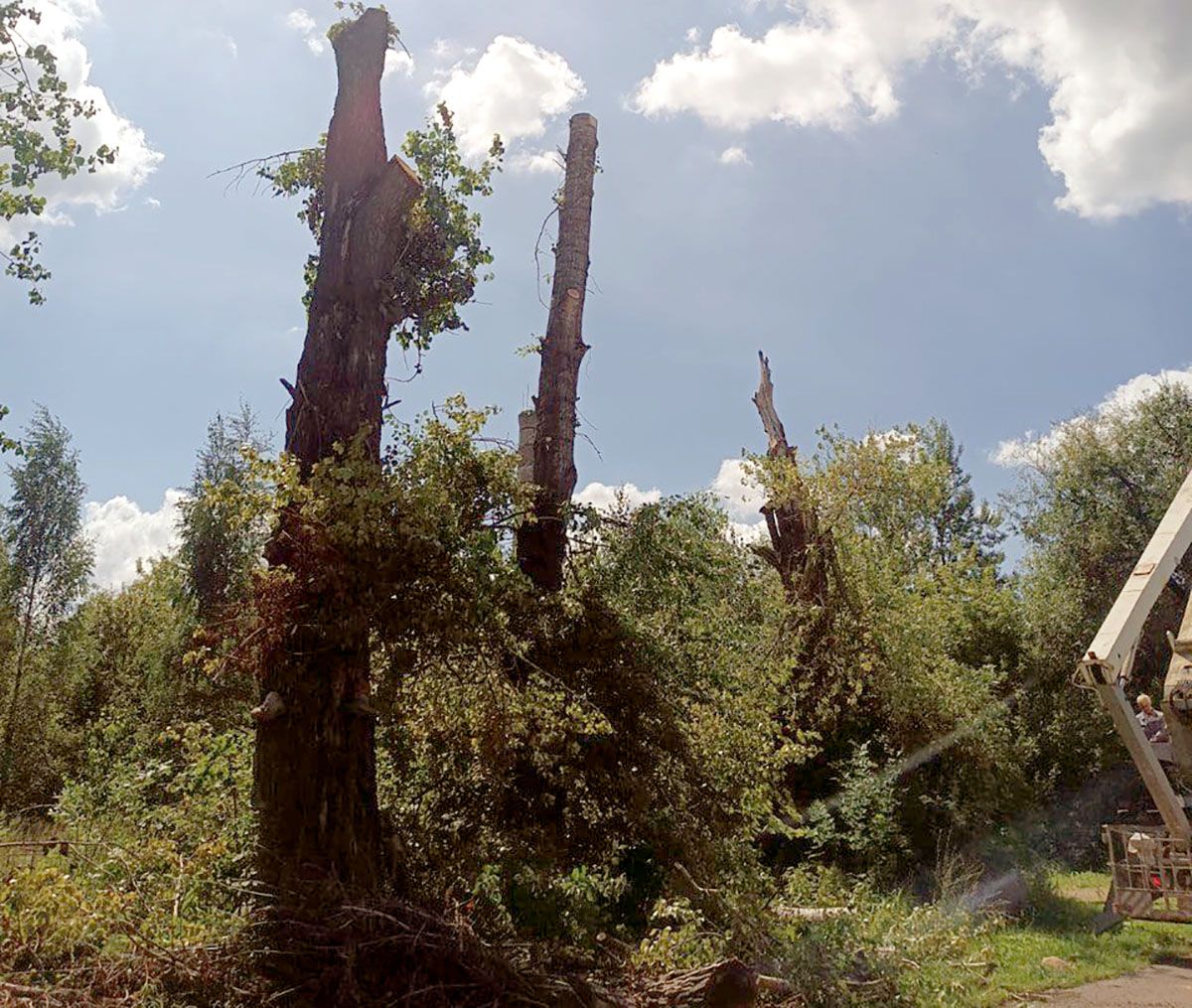 В Северо-Задонске произвели опиловку аварийных деревьев В Северо-Задонске произвели опиловку аварийных деревьев