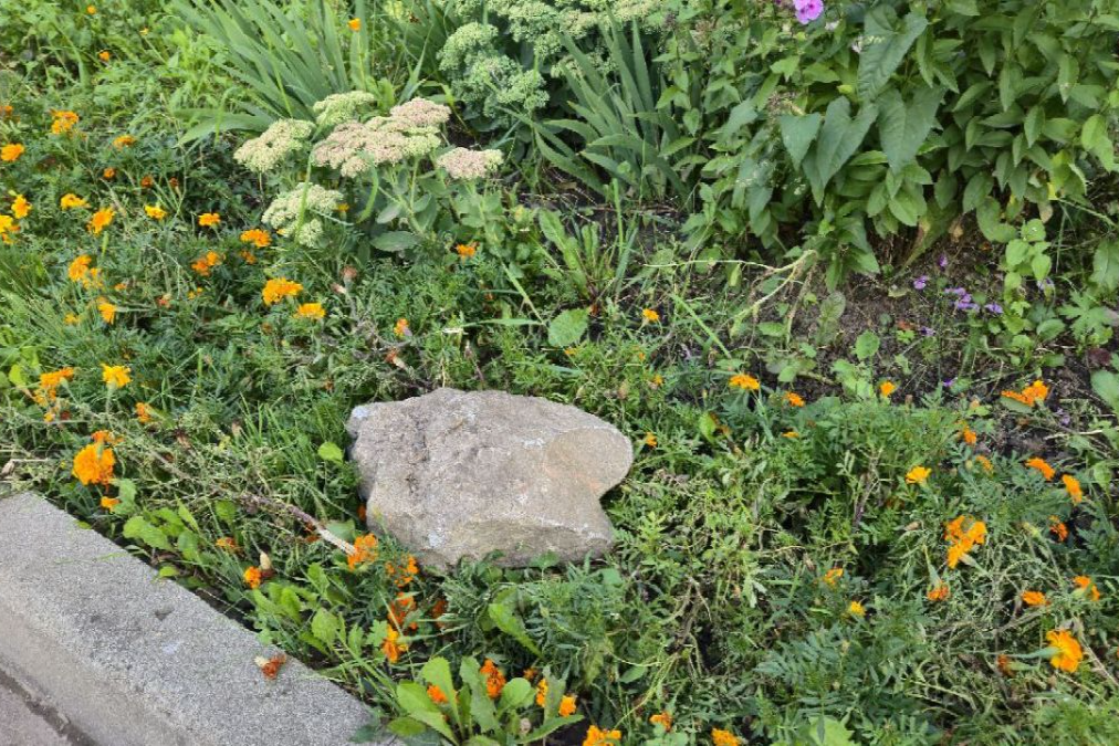 Жительницы дома № 5 по улице Заводской пожаловались на агрессивных соседей, уничтожающих клумбы Жительницы дома № 5 по улице Заводской пожаловались на агрессивных соседей, уничтожающих клумбы