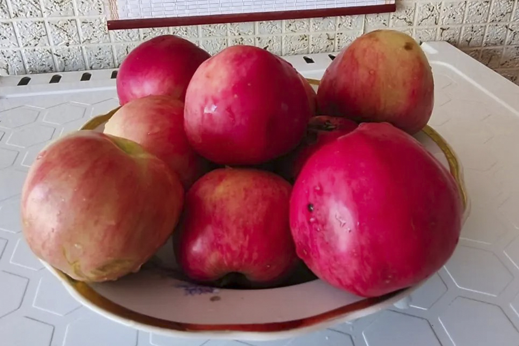 Яблочный сезон начался