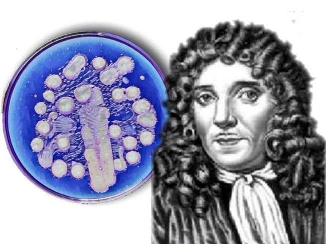 348 лет назад был открыт мир микроорганизмов
