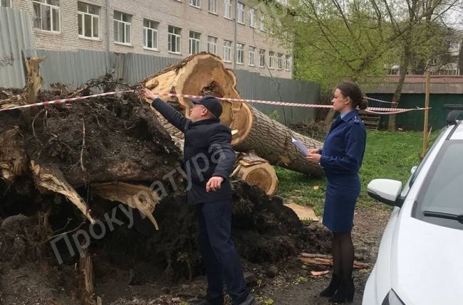 В Туле на здание школы-интерната упало дерево