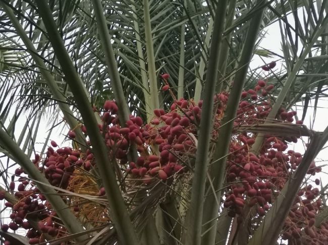 В чем польза фиников для здоровья и как их правильно выбрать В чем польза фиников для здоровья и как их правильно выбрать