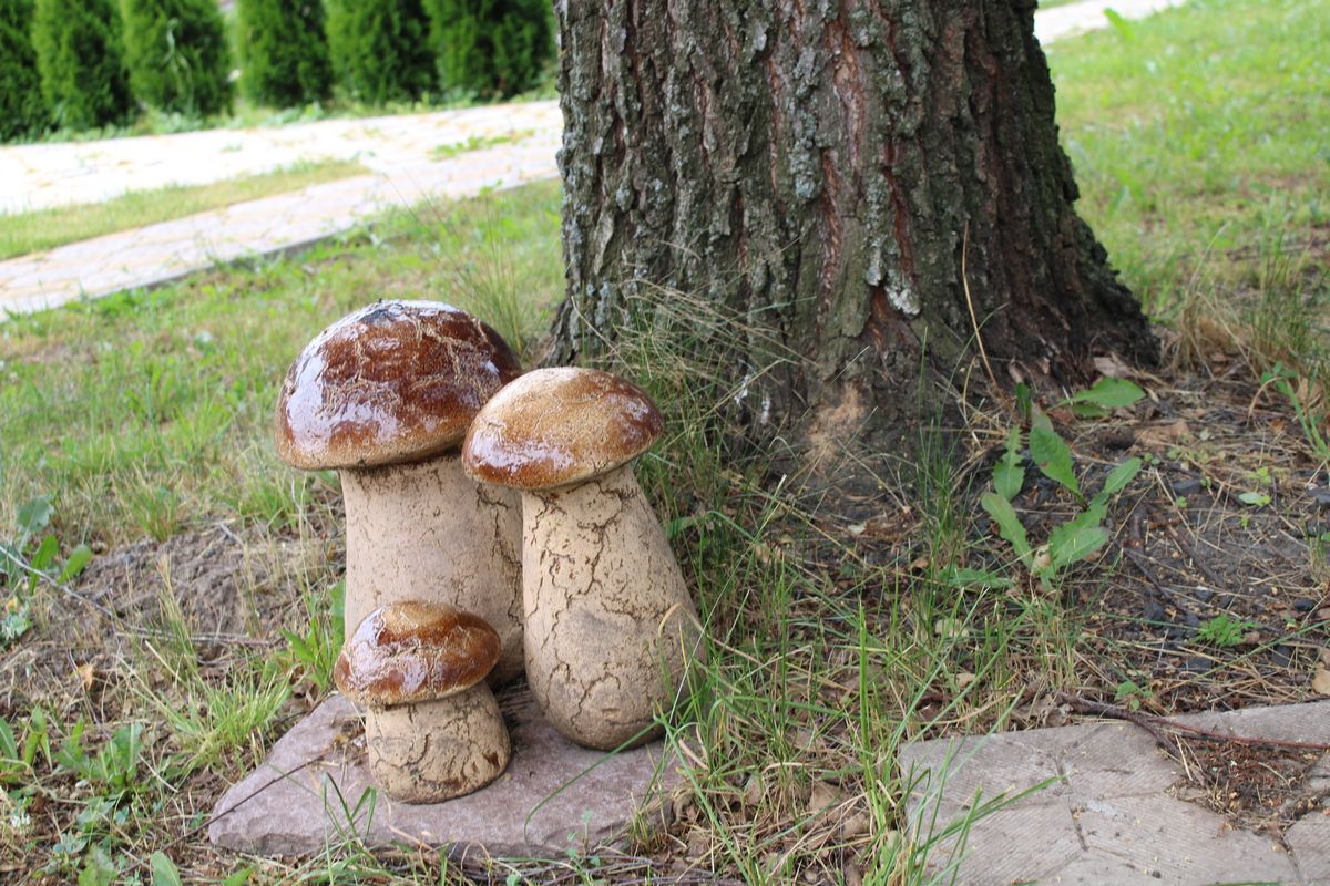 Всё что нужно знать о пользе белых грибов Всё что нужно знать о пользе белых грибов