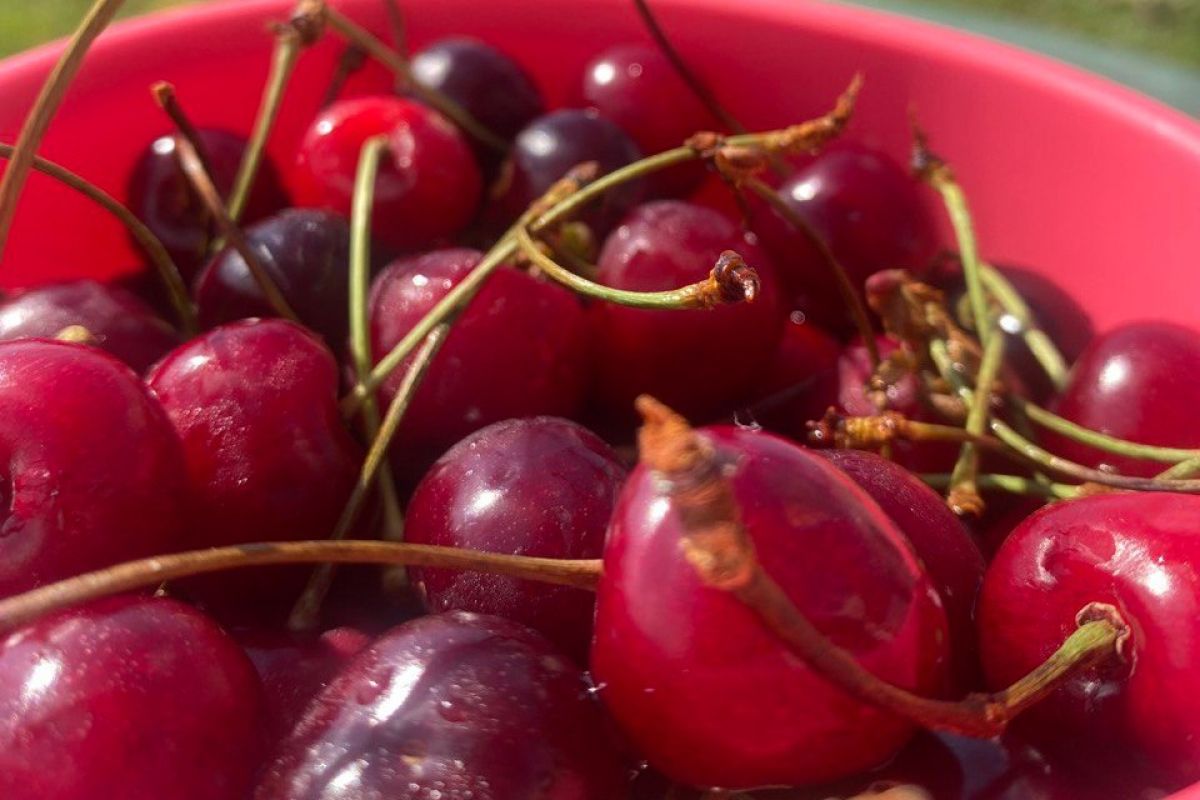 Тульский Роспотребнадзор рассказал, как выбрать хорошую черешню Тульский Роспотребнадзор рассказал, как выбрать хорошую черешню