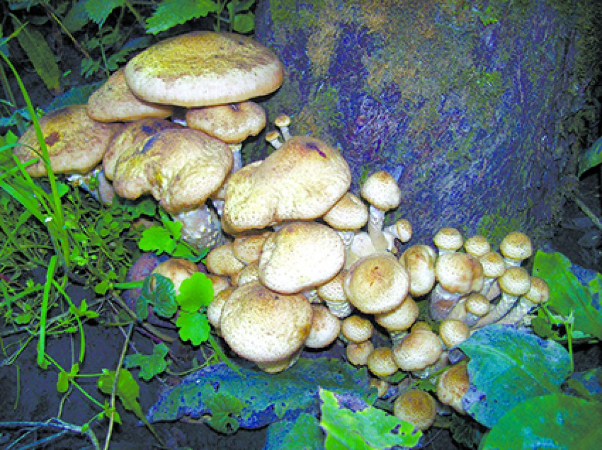 Будьте осторожны с грибами