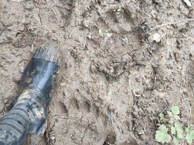 В Тульской области обнаружены следы крупного бурого медведя В Тульской области обнаружены следы крупного бурого медведя