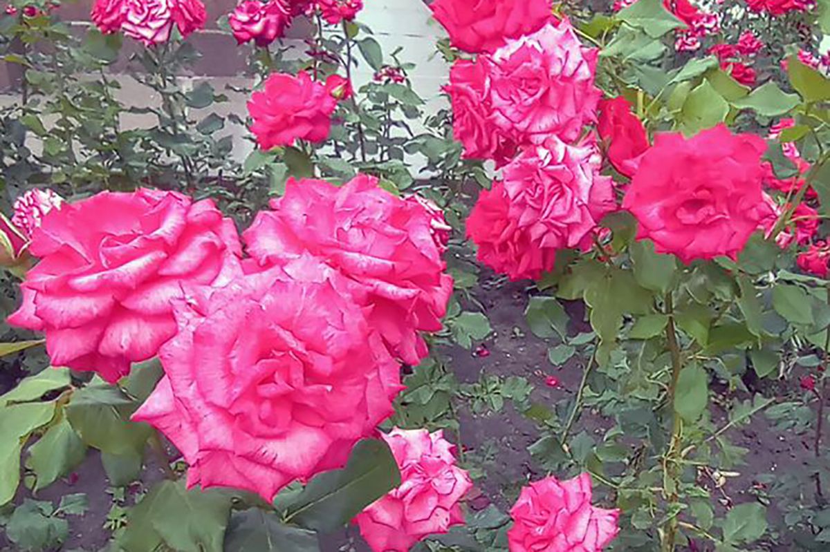 Завтра дончан ожидает жаркий день, местами может пройти небольшой дождь Завтра дончан ожидает жаркий день, местами может пройти небольшой дождь