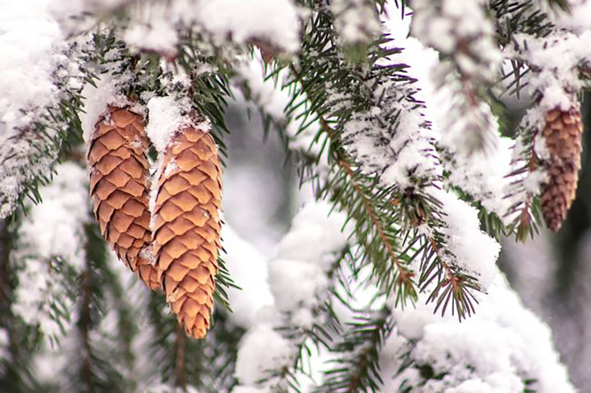 Завтра в Донском вновь будет морозно Завтра в Донском вновь будет морозно