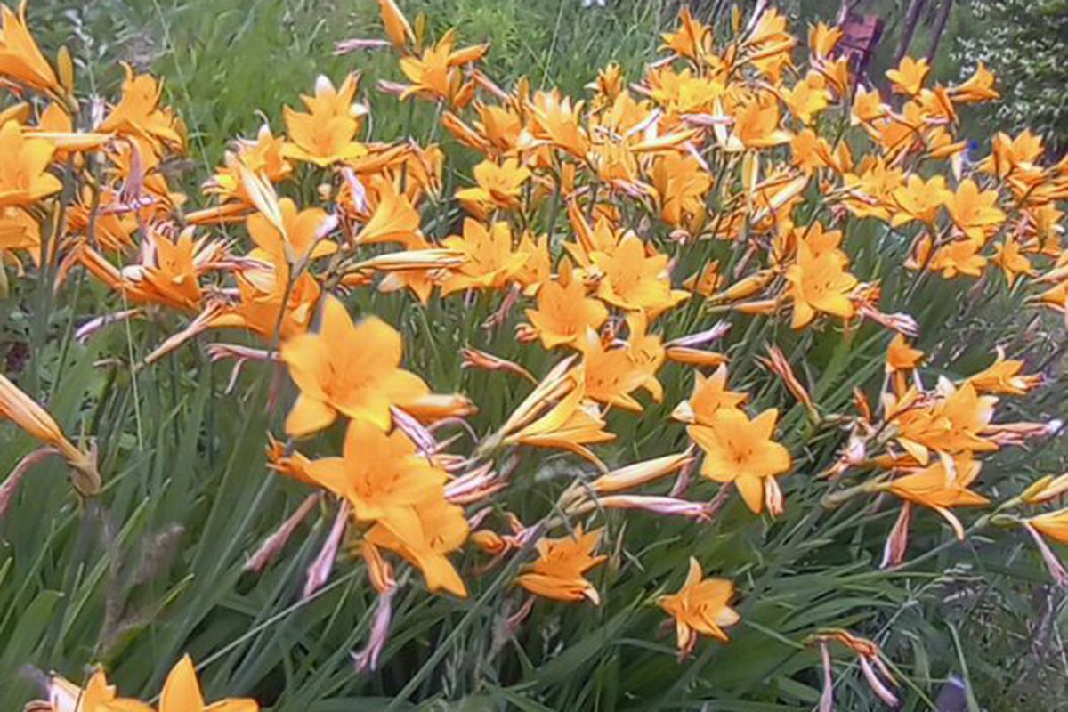 Дончан ожидает день без дождя Дончан ожидает день без дождя