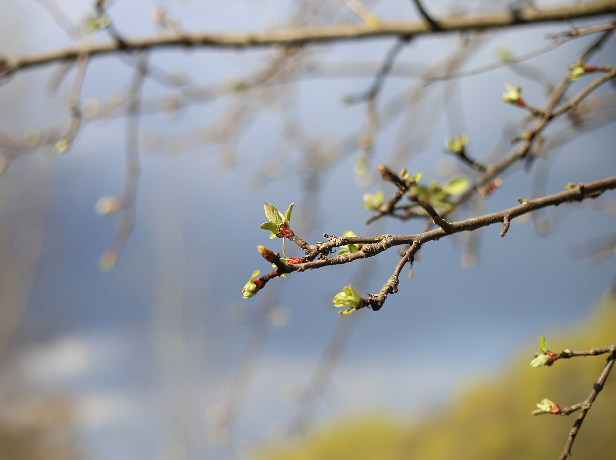 Завтра в Донском осадков не ожидается Завтра в Донском осадков не ожидается
