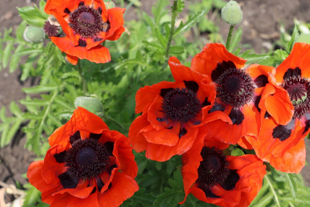 Завтра в Донском осадков не ожидается Завтра в Донском осадков не ожидается