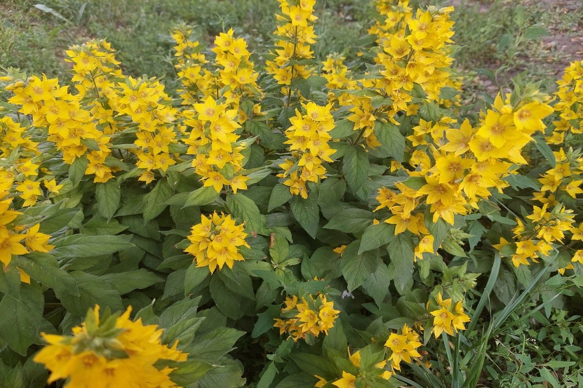 Завтра в Донском осадков не ожидается Завтра в Донском осадков не ожидается