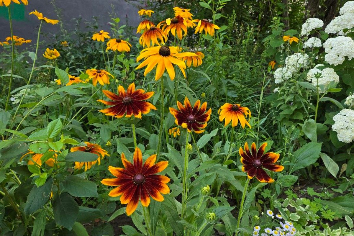 Неделя в Донском начнется с дождя Неделя в Донском начнется с дождя