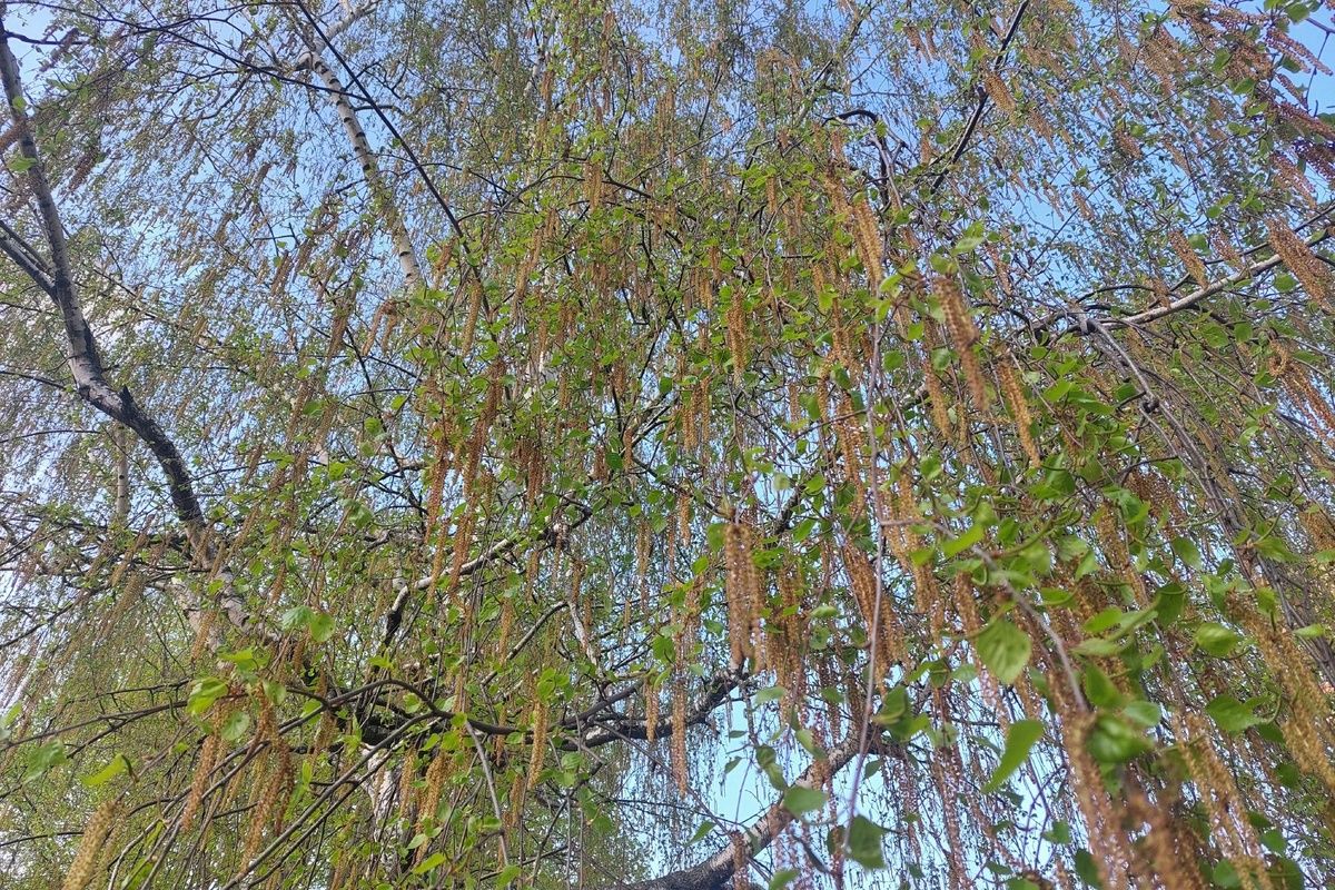 Завтра в Донском возможны грозы Завтра в Донском возможны грозы