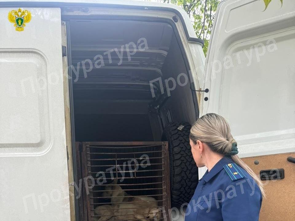 В Новомосковске отловили собак, нападающих на детей