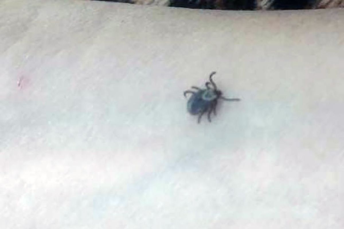 Внимание! Клещи! Внимание! Клещи!