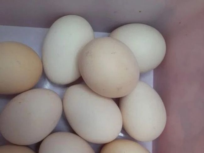 Следы антибиотиков обнаружены в яйцах от производителя из тульского региона