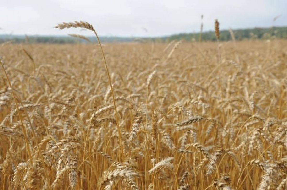 Аграриям Тульской области будет выделено около 1 миллиарда рублей