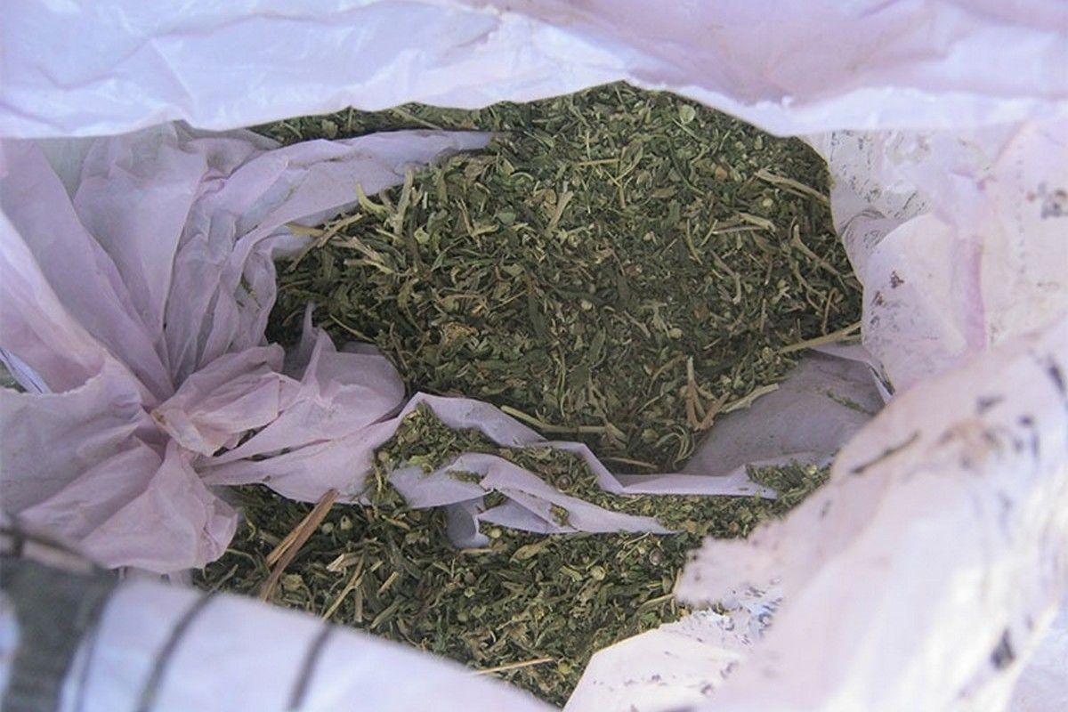 Дончанин получил 5 суток ареста за выращивание 16 кустов конопли на своем участке Дончанин получил 5 суток ареста за выращивание 16 кустов конопли на своем участке