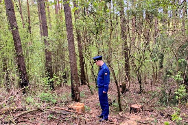 Жители Тульской области обвиняются в незаконной рубке леса