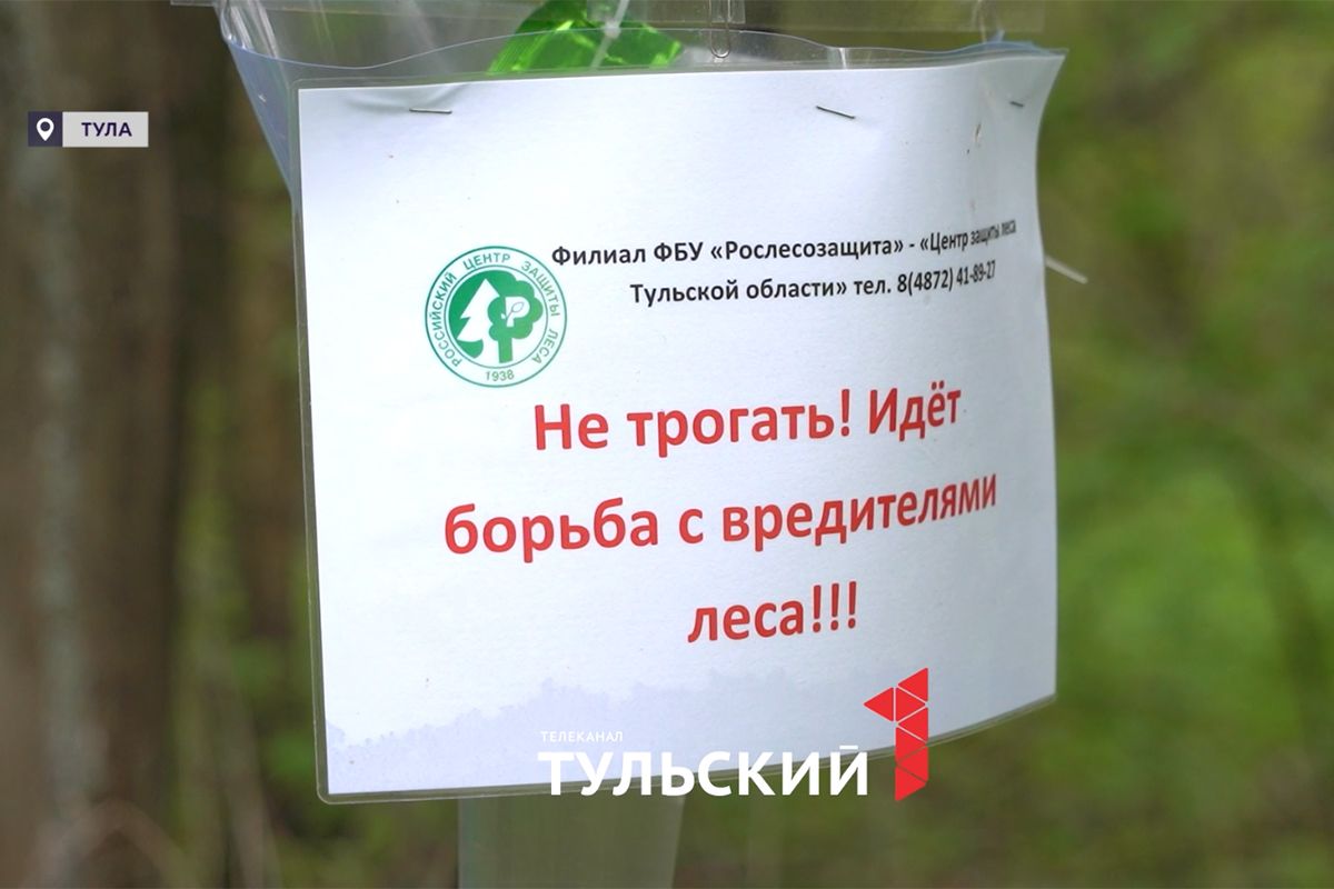 В лесах Тульской области насекомых-вредителей начали ловить с помощью феромонов