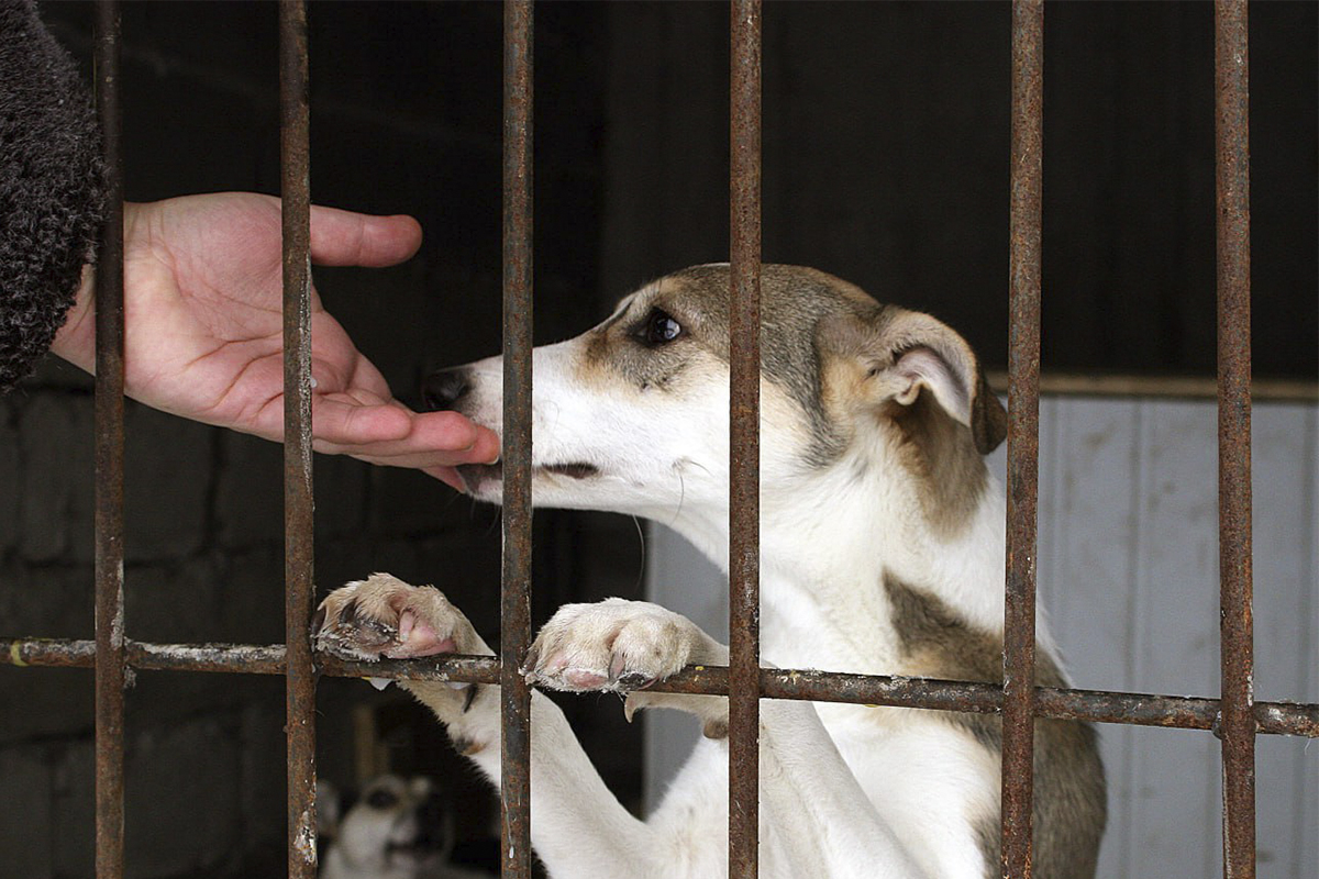 «О бедной собачке замолвите слово…» «О бедной собачке замолвите слово…»