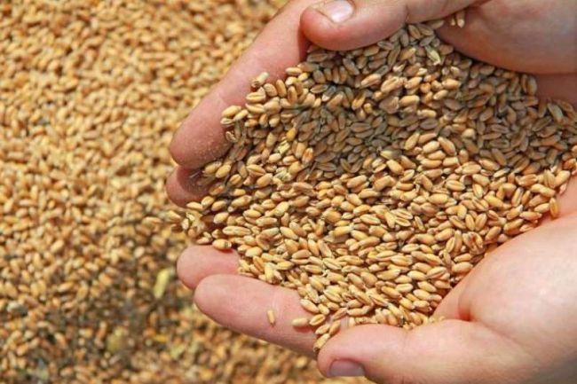 Межрайонный отдел Россельхозцентра проверил семена яровых культур