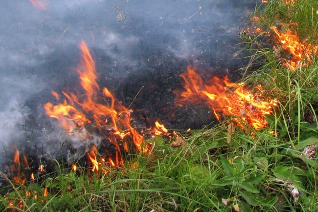 Ефремовцев просят не разжигать костры во время жаркой погоды