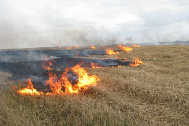 Остатки сельхозкультур на полях нужно сжигать под контролем