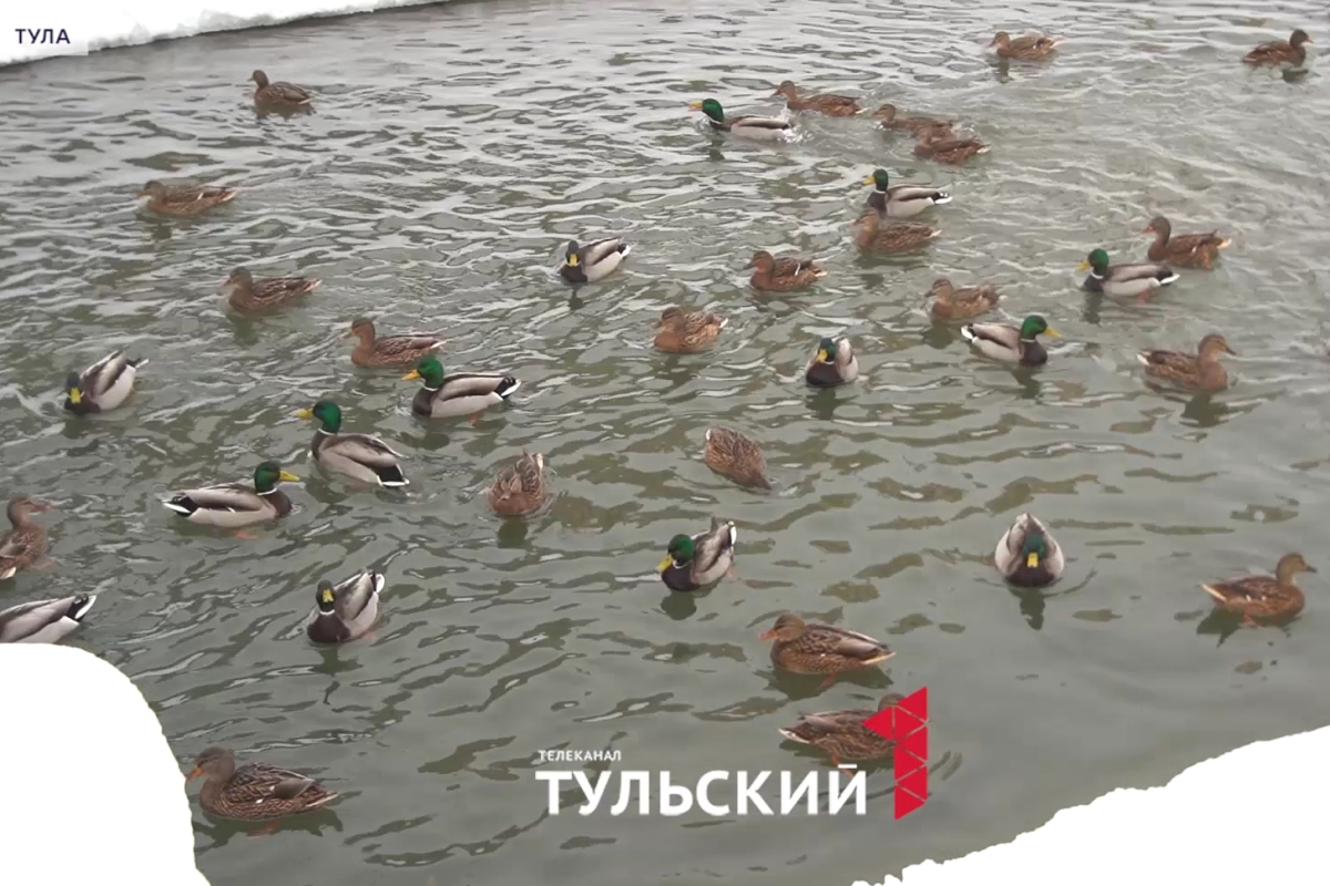 В Туле фиксируют аномальный прирост уток