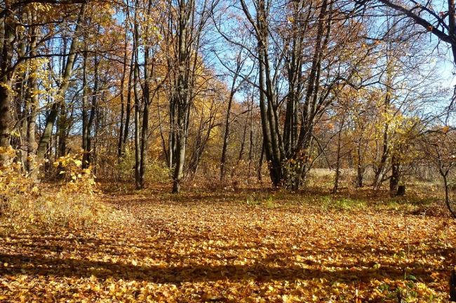 Яркое солнце украсит серые будни