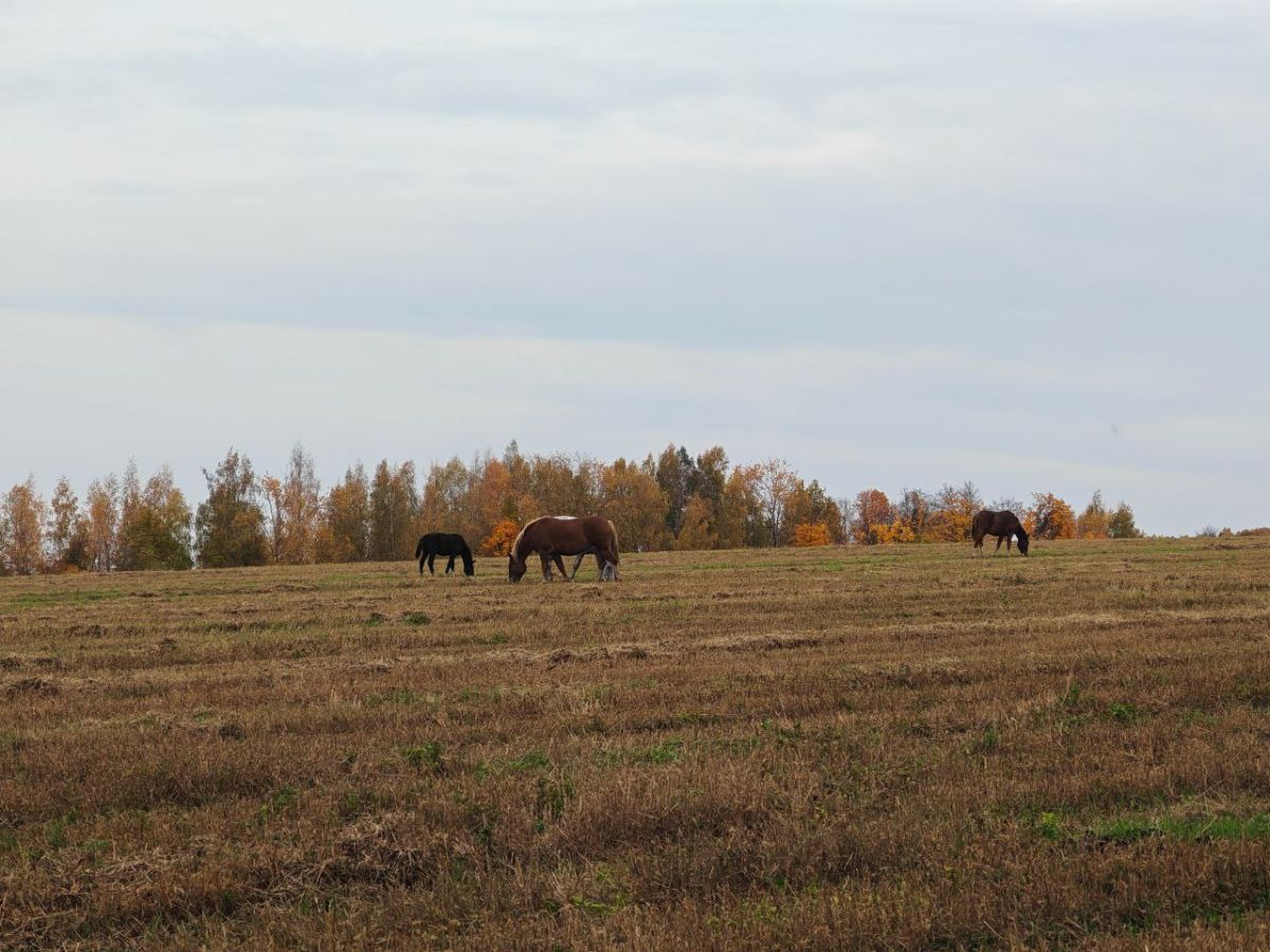 Северный ветер принесет похолодание Северный ветер принесет похолодание