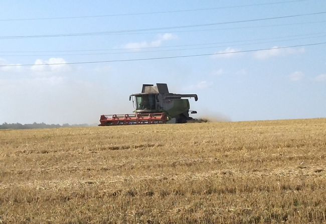 Возделывание озимой пшеницы