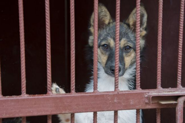 В Дубенском районе несовершеннолетнего покусала собака: ему выплатят компенсацию