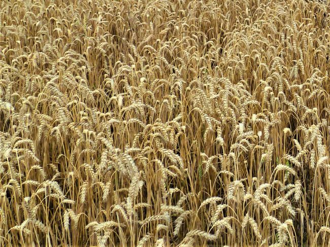 Соблюдение технологии - главное в выращивании пшеницы